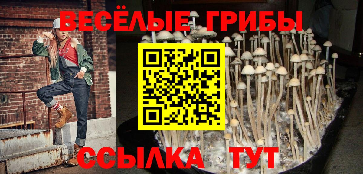 Псилоцибиновые грибы мицелий Курчалой